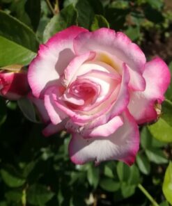 15931fcdbe990c84e95560f2fa996ef8