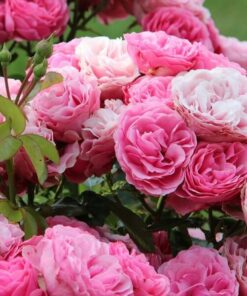 940d9e36f0a0f3e396f9bd6b74ba7d6c