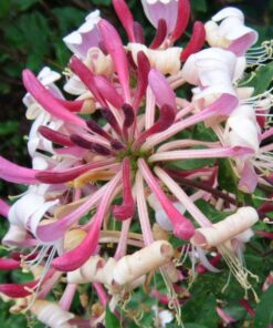 f82e3530b54680d1f789219070462921