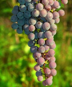 8e075fe459ea3b0670904f735772200d