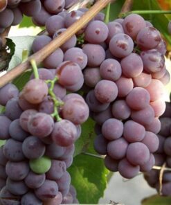 36eaa78af4b71c91a6fa659139aa7af0