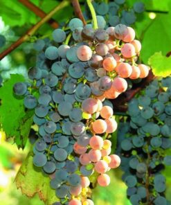 dcbc7e38391ab0dda3297f083bedf2ce