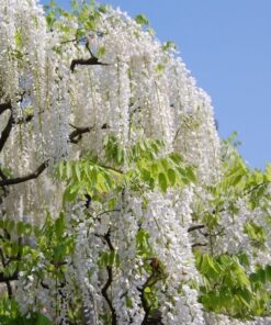 1cd3499a79d5e72cfc88efe7fc359944