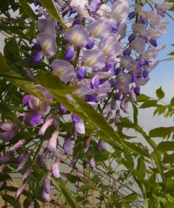 0650e7f5eac67af021c8617b28fd2f96