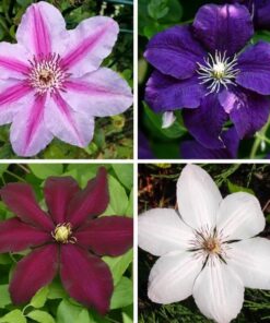 cc88a053feb1366f49cb6f6580548909