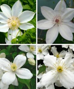 40138c9d060d205f84db84ed4b1b8122