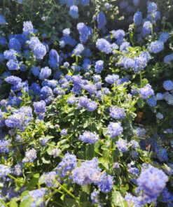 92fcd5f33cbe847e89dad084daf99a47