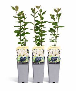 3fcb8b03f23a0ac3b67ed7a0a65b3b90