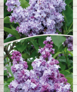 e2b5fa23644647172c6a0efe557bdce3