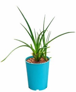 97eeedaefd70005315b71d925bdb57d5