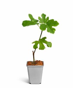 a311a4d0cf04054dc5bcf3ae3559591e