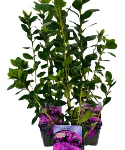 b4539147609bc59b3828b8e28d5a9df2