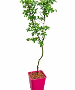 1fde2fc7b6a44a3e7756d8b16581eb31