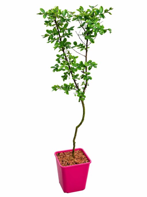 1fde2fc7b6a44a3e7756d8b16581eb31