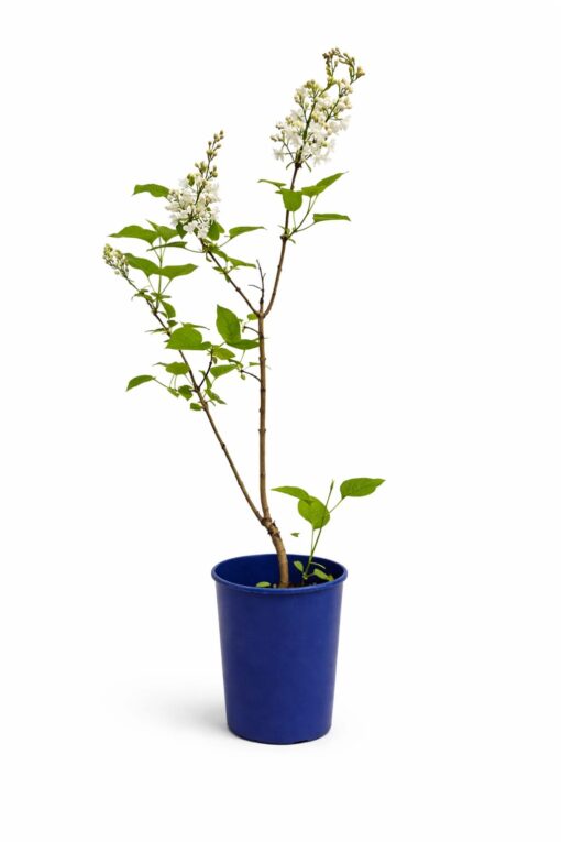 488e34b6c98b7756f9139d0515111b59