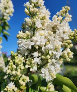 6f58bd229b02ab8b37193df12cb5c36c