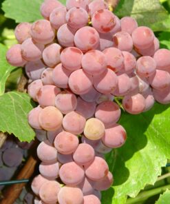 85e06ca32f19744ef7426bbc8ed960ed