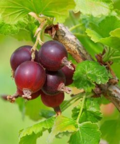 2b0d45abe9a4baa8d8300fd19b84890e