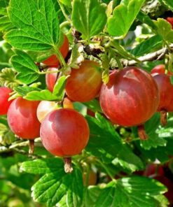 947fba3dd776a4d663374ddaca2ce2a1