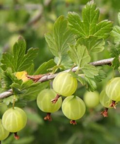 6b6602a298bd25e3c74b5c8040a56d02