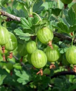 15b05adb1dcc65a31288385402080360