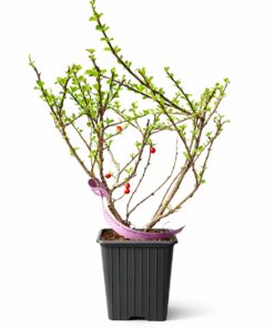 071cc67e0fc14394f6de1b32c69fde5e