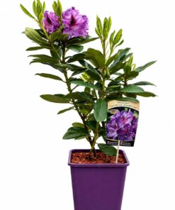 28b63a350e169fa93b90a9c68769b76d