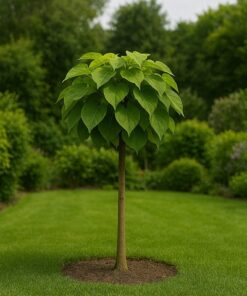 814237f33b86e631178f08ee97391c9c