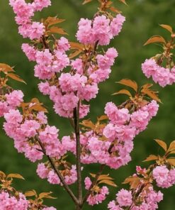 4c4ddce352e3df76d075b76ae1eb446c