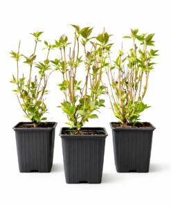 cf8a641b2e529ebb383fcfbf35238f4b