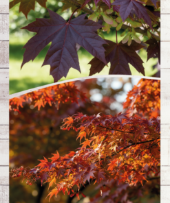 2481ea60d0cc9dde350114712fbe4c3a