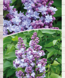 5d762326706a36d5133f87acfdeb17ac