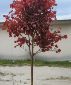 c2637b4cef9bb0cfa2e7ed9274d9e873