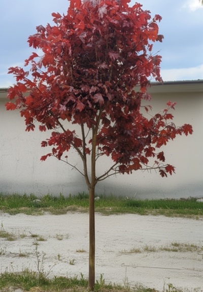 c2637b4cef9bb0cfa2e7ed9274d9e873