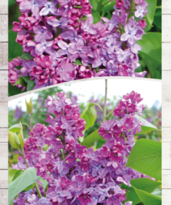 36121c7e76fe7dd75659973a7158a7ee