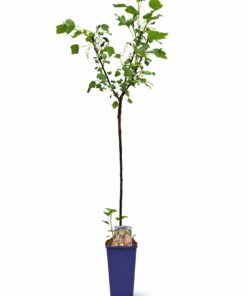 a7c0a550a342bbed74414adba89ae51b