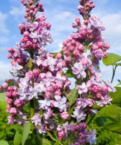 b4fe2e84a2e87576728d5f0ac939e247