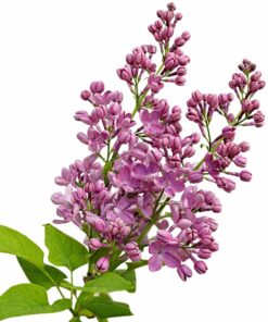 3186548a999ecbf7d15e607e79781494