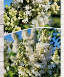 7dcda70c909013faa2b6a3978c1c5e5e