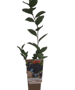 bcaa3bba53c16adcc00ad5d0c03fcdc2