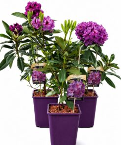 2265c346cbf61dfe86538a0f49cf63cf