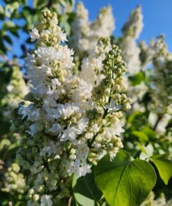 874b2384bc38e2856e609273d5df0caa