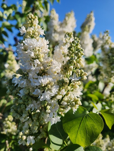 874b2384bc38e2856e609273d5df0caa