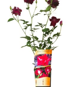 cbad07956c62e63dfea90141d2e2ebf7