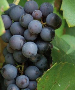 2ac9d5d217fa5dfac447e05f0589bddf