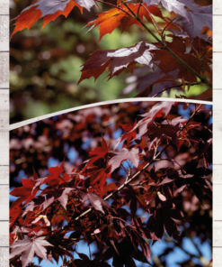 2d518a21323e13eb254a47a4a2349971