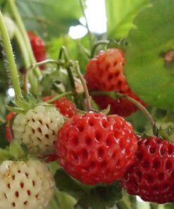 27ec6f518fcc81e089e96406a33f6dcd