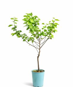 128a2b84e74be640447bf77b05922f06