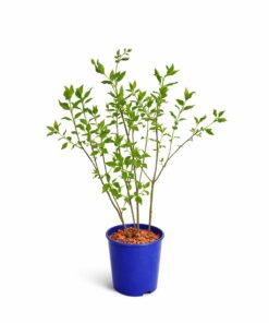 d75f78aa7a1e313bfcfdd4f6190285ff