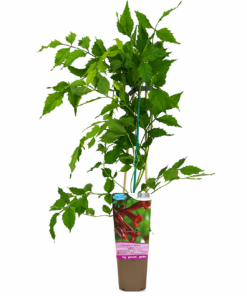 df2a634196ed2f256fd6c321e73818eb